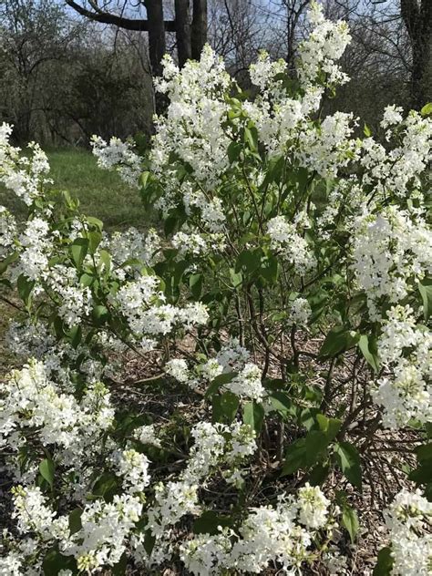 23 Beautiful Types of Lilac Trees - ProGardenTips