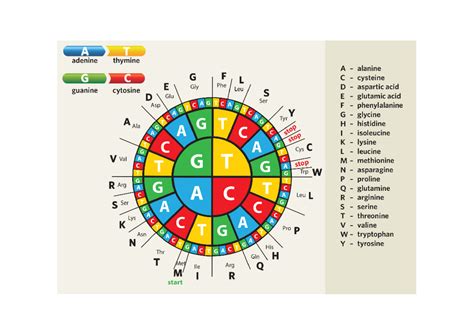 Genetics codon wheel - Studocu