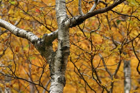 How to Grow a Paper Birch Tree | Fast growing trees, Types of birch trees, Growing tree