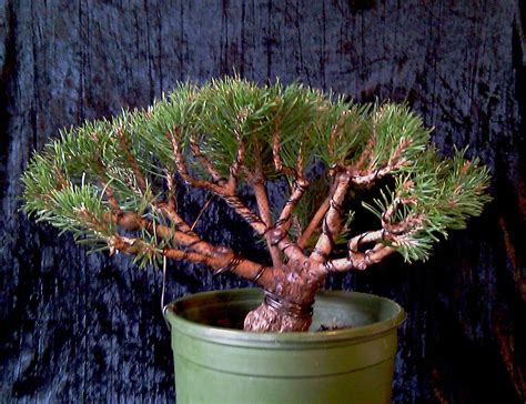 Bonsai Alec: Large Mugo Pine