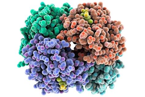 وظيفة وتركيب البروتين The Function and Structure of Proteins