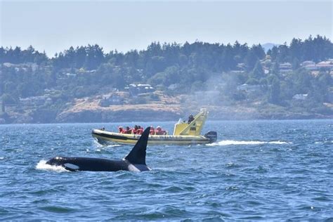 Victoria: Small-Group Whale-Watching Zodiac Boat Tour 2024