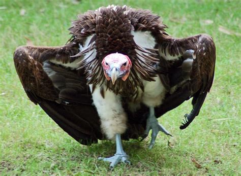 Celebrating Vultures, Nature’s Clean-up Crew | Disney Parks Blog