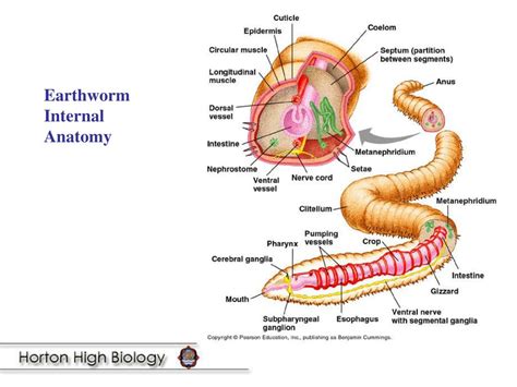 Annelid Anatomy - Anatomy Reading Source