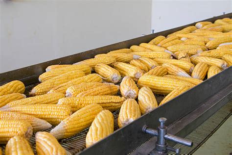 Corn Belt Stock Photos, Pictures & Royalty-Free Images - iStock