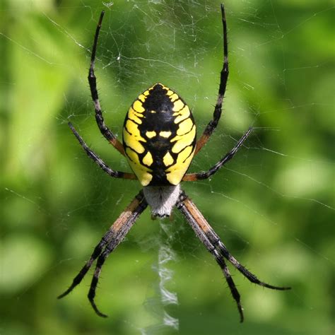 17 Most Common SPIDERS in Arizona! (ID Guide) - Bird Watching HQ