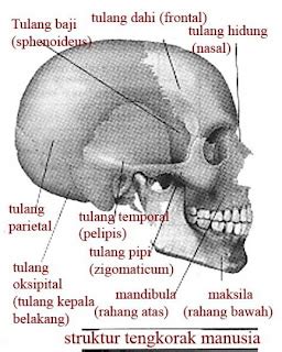 Anatomi Fisiologi Tulang Tengkorak, Dada, dan Tulang Belakang | Pengetahuan Kesehatan Masyarakat