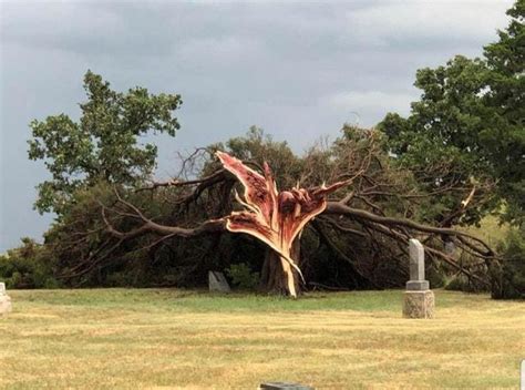 Lightning struck a tree in Kansas : r/dontputyourdickinthat