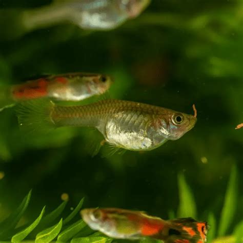 Pregnant Guppy 101: Signs, Behavior, Stages, Care & More – Pet Fish Online