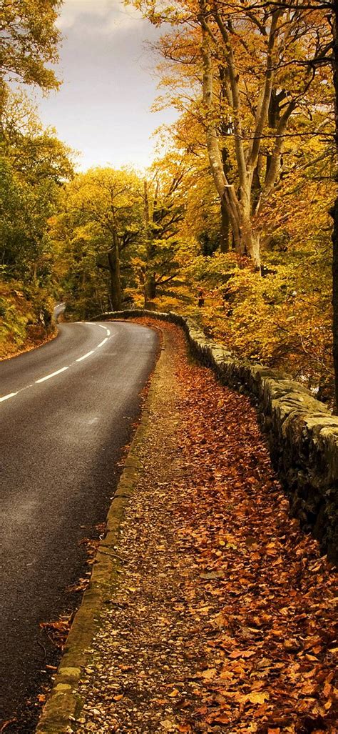 Autumn Road Wallpaper - [1080x2340]