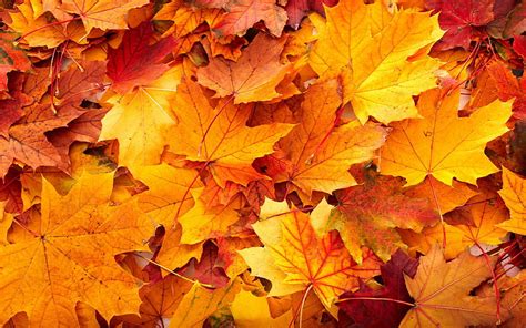 Fall Leaf Background, Thanksgiving Leaves HD wallpaper | Pxfuel