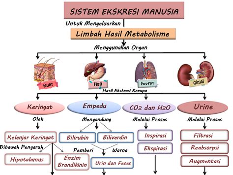 MATERI - Sistem Ekskresi pada Manusia