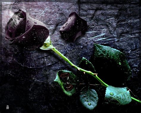 Black Rose Wallpapers - Wallpaper Cave