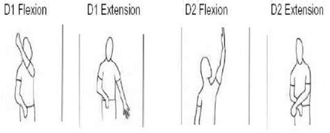 PNF D1 flexion, D1 extension, D2 flexion, D2 extension diagonals ...