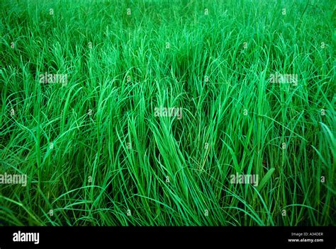 Agriculture - Coastal bermuda grass used for pasture forage and hay / Georgia, USA Stock Photo ...