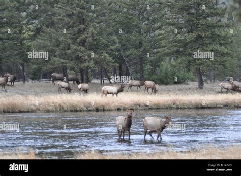 Elk Herd crossing river in Yellowstone National Park Stock Photo - Alamy