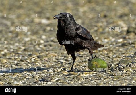 Crow standing on fruit Stock Photo - Alamy