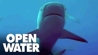 Why Open Water is the most terrifying shark movie ever made