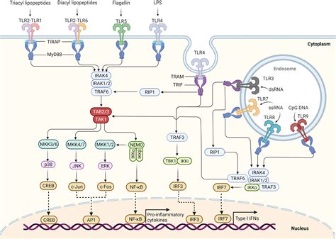 Frontiers | Toll-Like Receptor Signaling and Its Role in Cell-Mediated ...