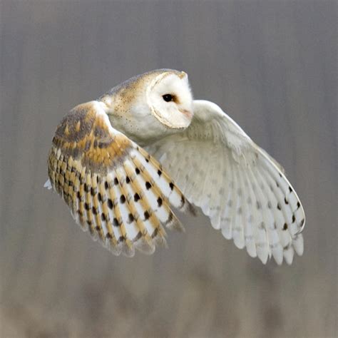 British Birds Barn Owl Sound Greeting Card | Call Of The Wild