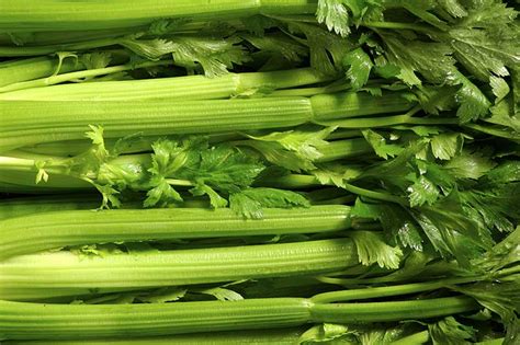 When and How to Harvest Celery | Gardener’s Path