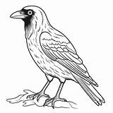 Premium Vector  Crow coloring pages Animals sketch template