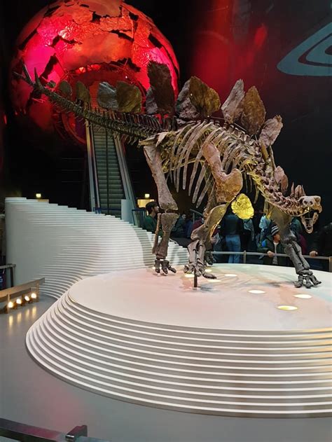 Stegosaurus skeleton at the national history museum in London : r/Naturewasmetal