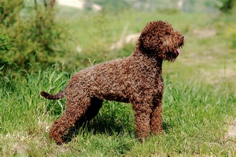 Lagotto Romagnolo