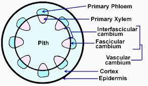 The intrafascicular cambium:Is a meristematic tissue.Is a simple permanent tissue.Is a complex ...