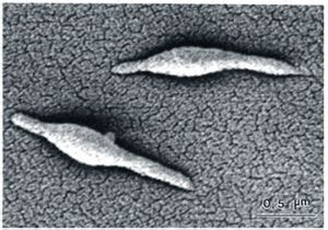 Mycoplasma - microbewiki