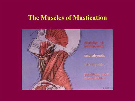 Masticatory Anatomy The Muscles of Mastication