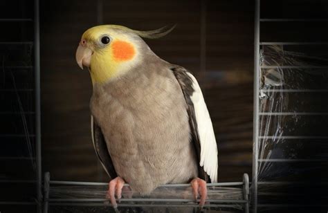 How to Choose the Right Cage Size for Cockatiels: Important Care Tips | Pet Keen