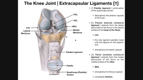 Tibiofemoral Joint Ligaments