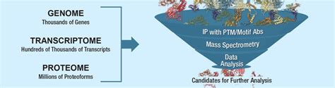 Proteomics Analysis Services | Cell Signaling Technology