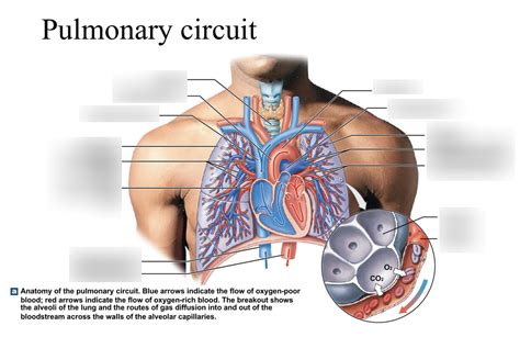 Pulmonary Circuit Diagram | Quizlet