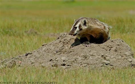 Badgers Hunting Prairie Dogs | Owen Slater Photography