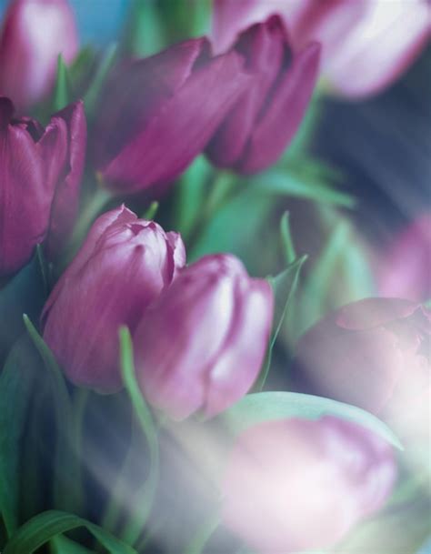 Premium Photo | Purple tulip bouquet