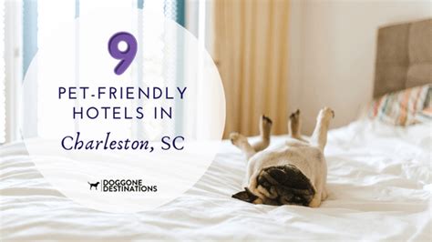 9 of the Most Pet-Friendly Hotels in Charleston, SC