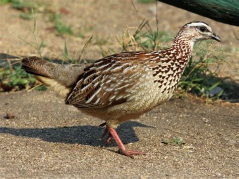 Crested Francolin Bird