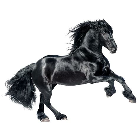 Friesian Horse | Animalife