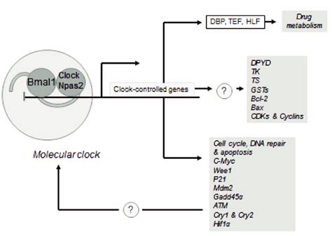 Schematic representation of the molecular clock and the pathways... | Download Scientific Diagram