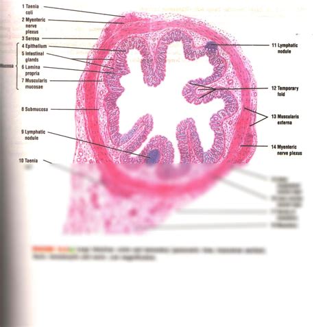 Taenia Coli Histology