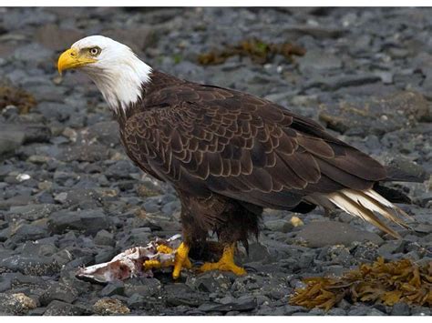 Bald Eagles Return To Huntingdon Valley | Lower Moreland, PA Patch