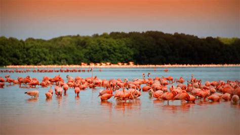 From Mérida: Ria Celestun Biosphere Reserve Tour | GetYourGuide