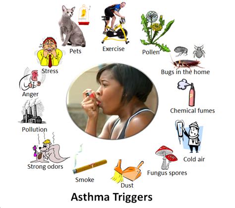 What Is Asthma? What Are Asthma Symptoms, Causes, Treatments And Prevention « SimpleBiology