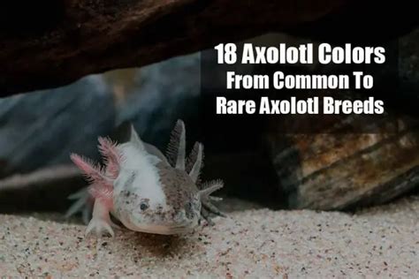 18 Types of Axolotl Colors You Can Own (Axolotl Color Guide) | ExoPetGuides