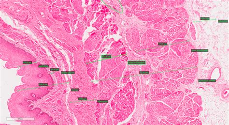 Gastrointestinal Tract Histology | Faculty of Medicine