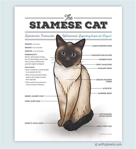 Siamese Cat Diagram Watercolor Art Print - Artful Pixels - Funny Gift for Cat Lovers