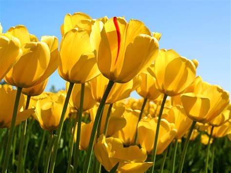 tulips, Flowers, Nature, Yellow Flowers Wallpapers HD / Desktop and ...