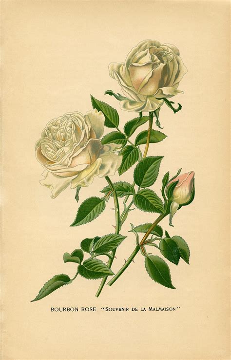 15 Free Vintage Roses Images - Gorgeous! - The Graphics Fairy